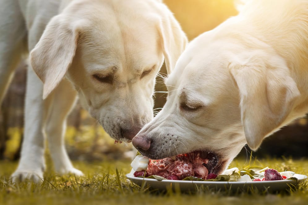 Hund: Eine bestimmte Art Hundefutter könnte laut Studie die Ausbreitung resistenter Bakterien fördern.