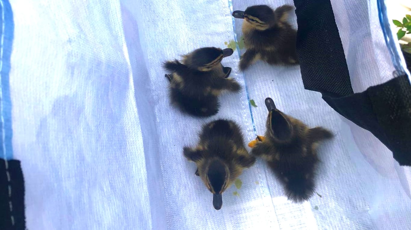 Vier kleine Entenküken: In Hürth hat die Polizei eine achtköpfige Entenfamilie gerettet.