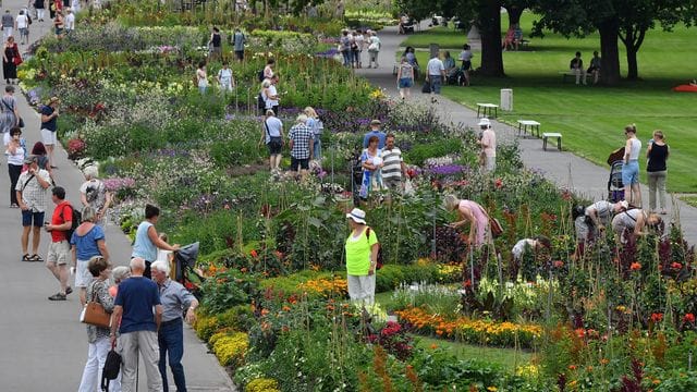 Blumen blühen auf dem Gelände der Bundesgartenschau: Die Buga lockt viele Gäste an.