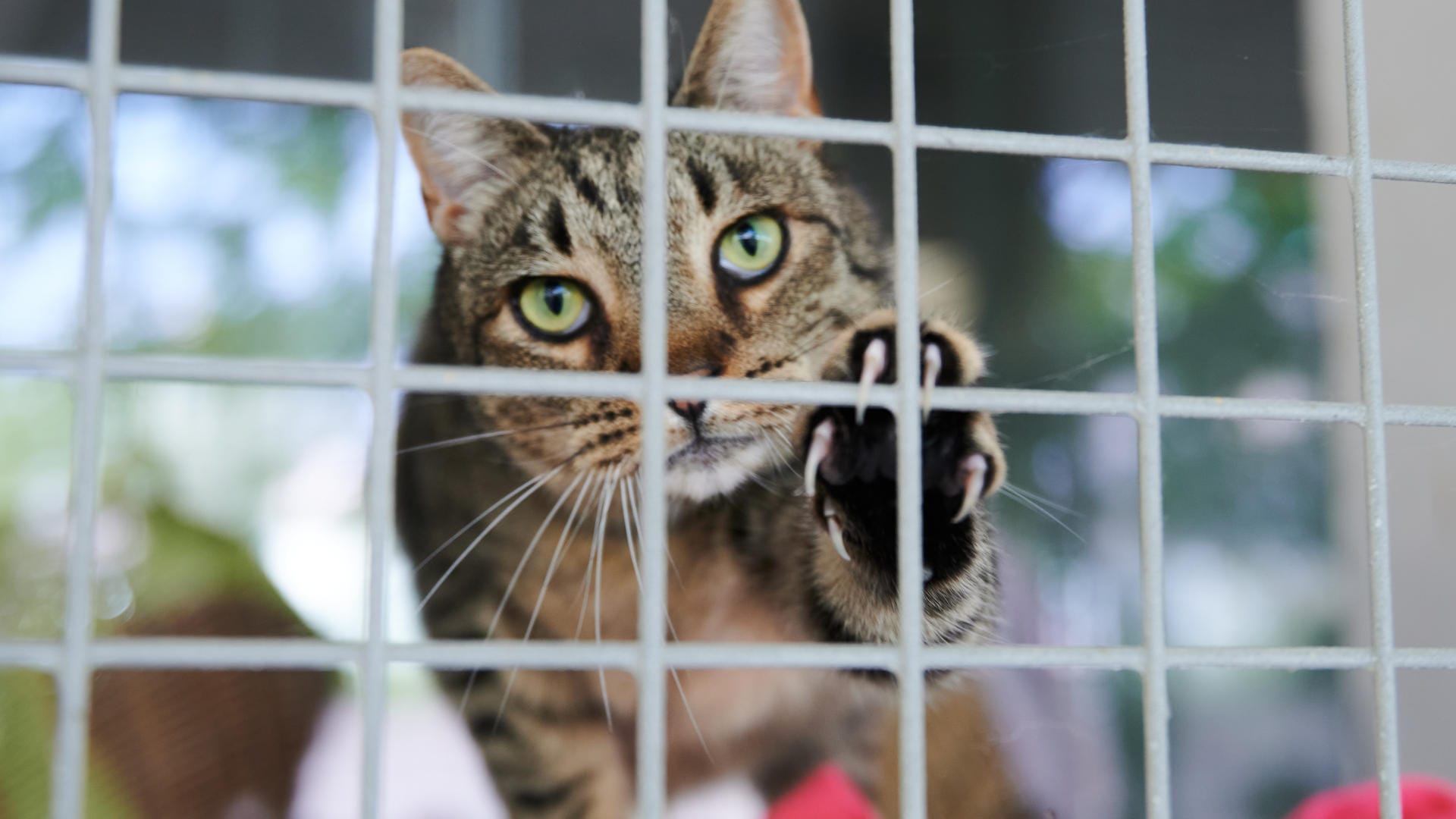 Eine Katze im Katzenzwinger des Tierheims Berlin.