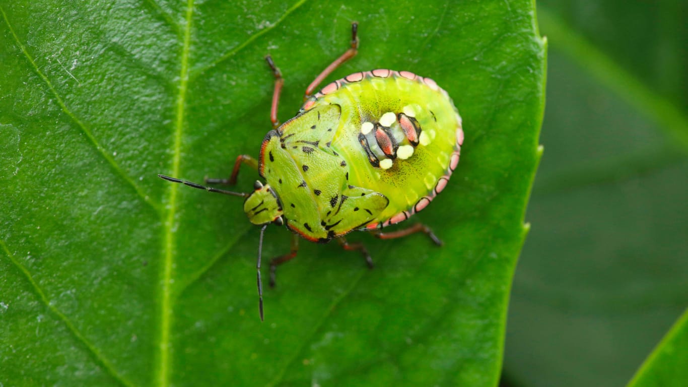 Grüne Reiswanze (Nezara viridula): Das Insekt als Larve.