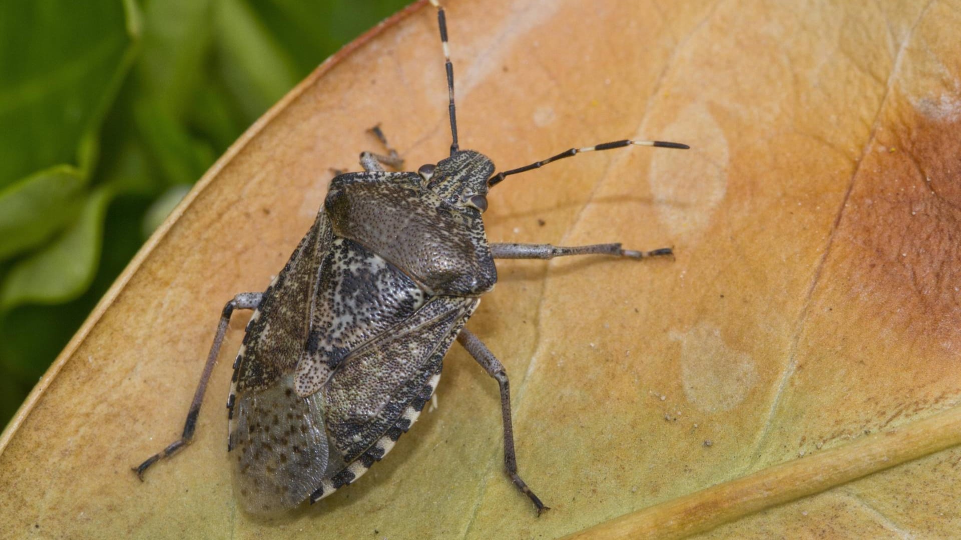 Marmorierte Baumwanze (Halyomorpha halys): Ballungsgebiete wie München und Berlin sind bei ihr beliebt.