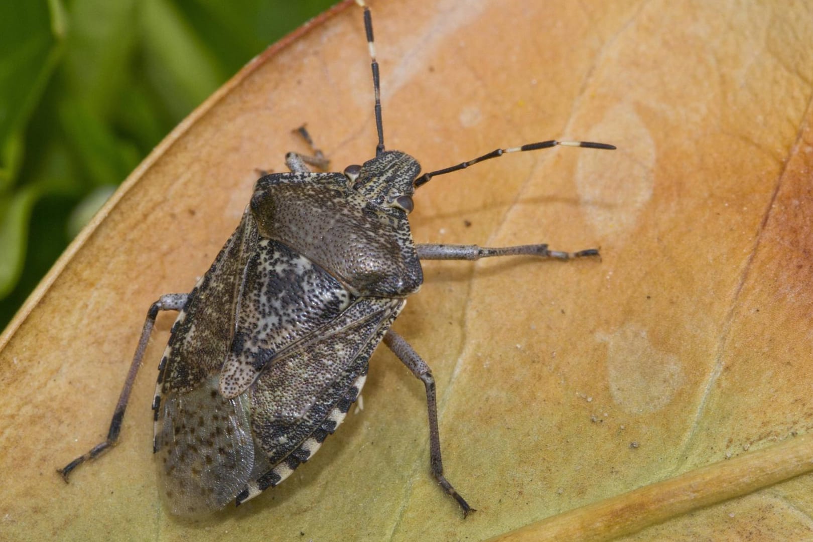 Marmorierte Baumwanze (Halyomorpha halys): Ballungsgebiete wie München und Berlin sind bei ihr beliebt.