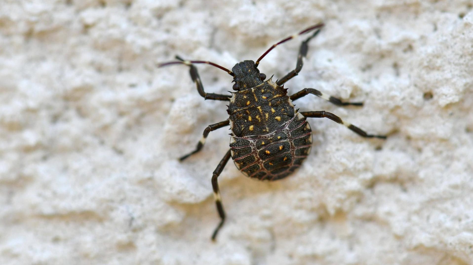 Marmorierte Baumwanze (Halyomorpha halys): Hier krabbelt ein Jungtier an einer Hauswand.