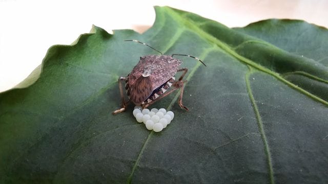 Die Marmorierte Baumwanze (Halyomorpha halys) bei der Eiablage.