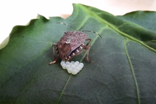 Die Marmorierte Baumwanze (Halyomorpha halys) bei der Eiablage.