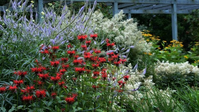 Die Blüten der Indianernessel in natürlich wirkenden, üppigen Staudenrabatten.