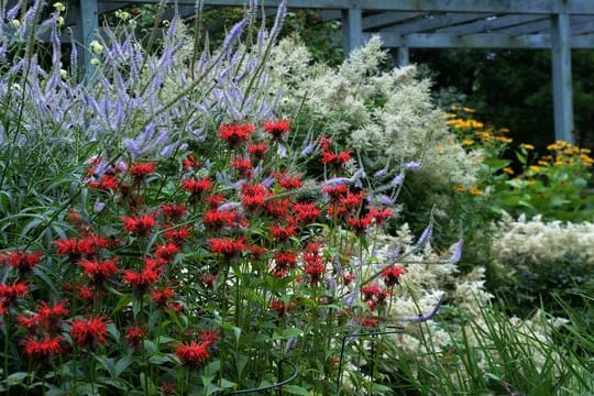 Die Blüten der Indianernessel in natürlich wirkenden, üppigen Staudenrabatten.