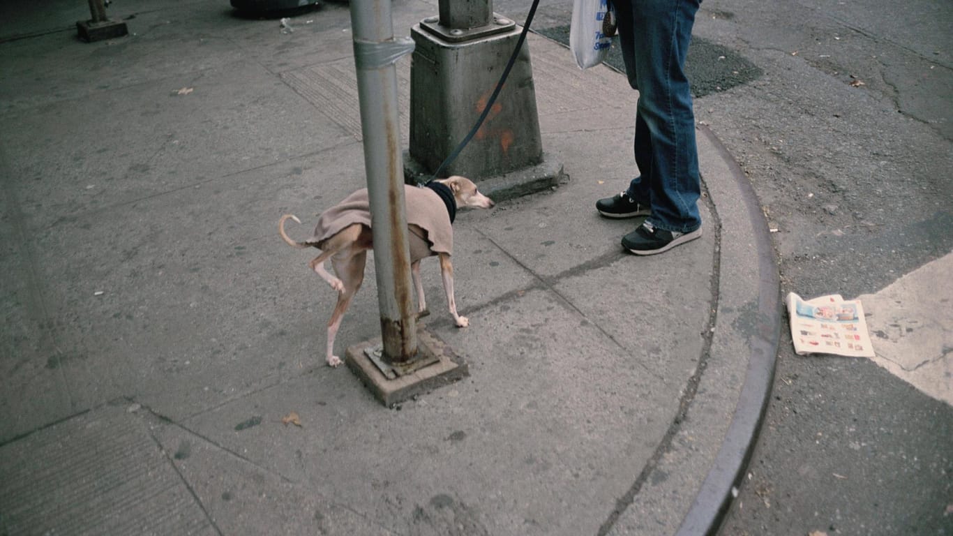 Ein Hund uriniert an einem Laternenmast: In Japan soll dadurch ein Ampelmast eingestürzt sein. (Symbolfoto)