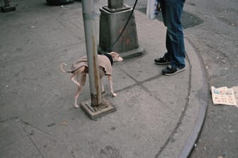 Ein Hund uriniert an einem Laternenmast: In Japan soll dadurch ein Ampelmast eingestürzt sein. (Symbolfoto)