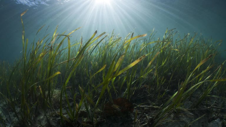 Seegraswiese vor der Küste Indonesiens: Küstenökosysteme können bei der weltweiten CO2-Reduzierung eine große Hilfe sein. (Archivfoto)