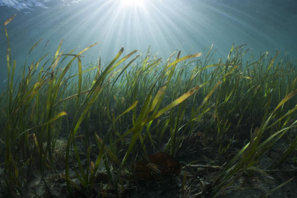 Seegraswiese vor der Küste Indonesiens: Küstenökosysteme können bei der weltweiten CO2-Reduzierung eine große Hilfe sein. (Archivfoto)