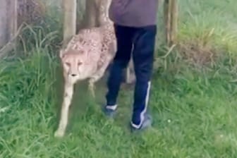 Sekunden vor der Attacke: Bei der Fütterung greift dieser Gepard plötzlich eine 18-jährige Hilfskraft an.