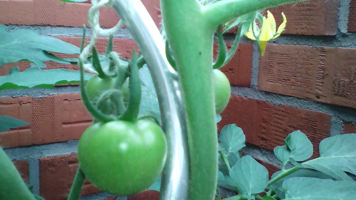 Tomaten in Kübeln: Blüten und grüne Früchte wachsen an der Kiepenkerl-Tomatenpflanze.