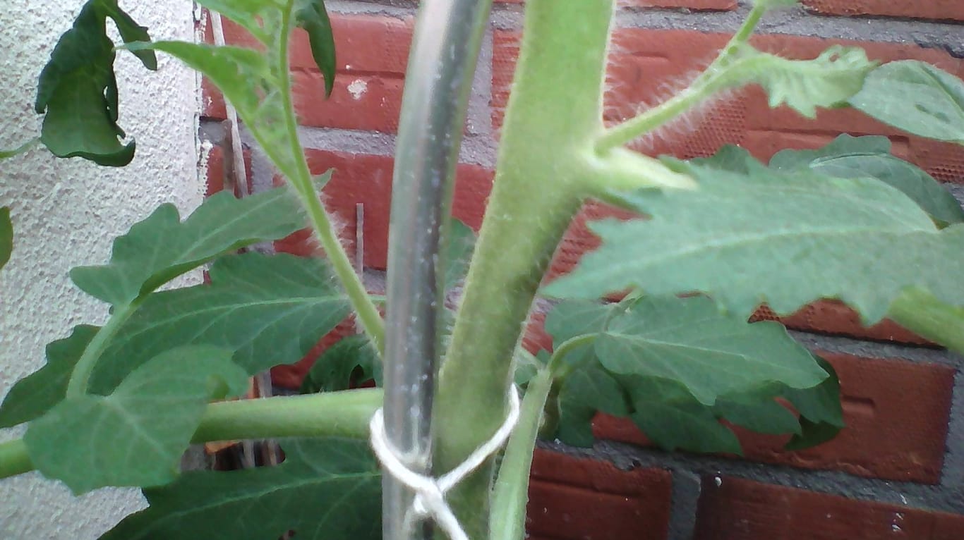 Tomaten in Kübeln: Am Haupttrieb der Lidl-Tomate haben sich Seitentriebe entwickelt.