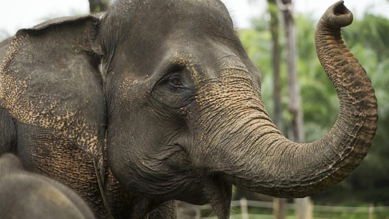 Sumatra-Elefant: Es gibt weniger als 3.000 Exemplare der bedrohten Art (Symbolbild).