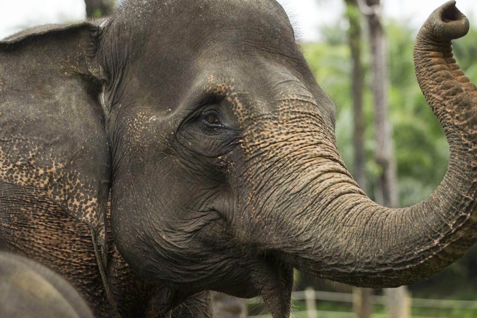 Sumatra-Elefant: Es gibt weniger als 3.000 Exemplare der bedrohten Art (Symbolbild).