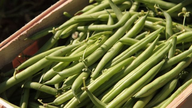 Beliebtes Gemüse: Viele Menschen bauen grüne Bohnen im eigenen Garten an.