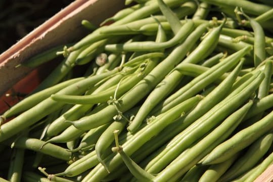 Beliebtes Gemüse: Viele Menschen bauen grüne Bohnen im eigenen Garten an.