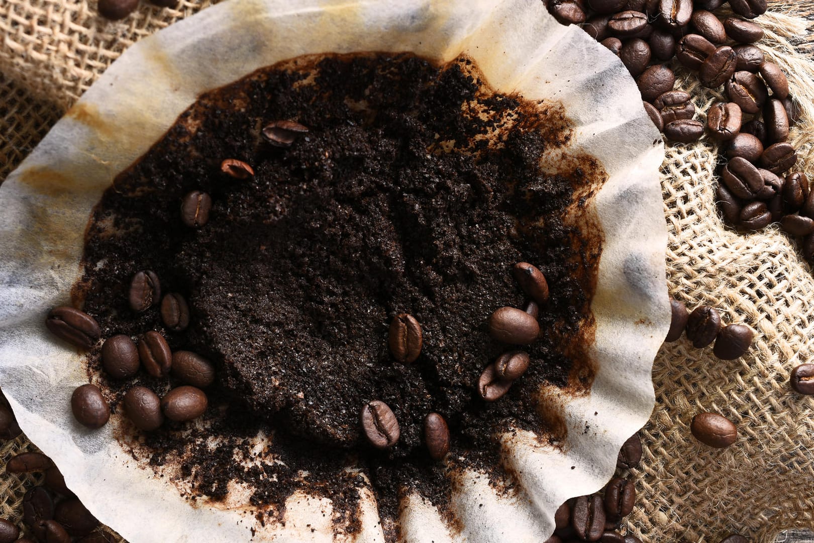 Kaffeesatz: Die fein gemahlenen Kaffeebohnenschalen wirken wie Schleifpartikel.