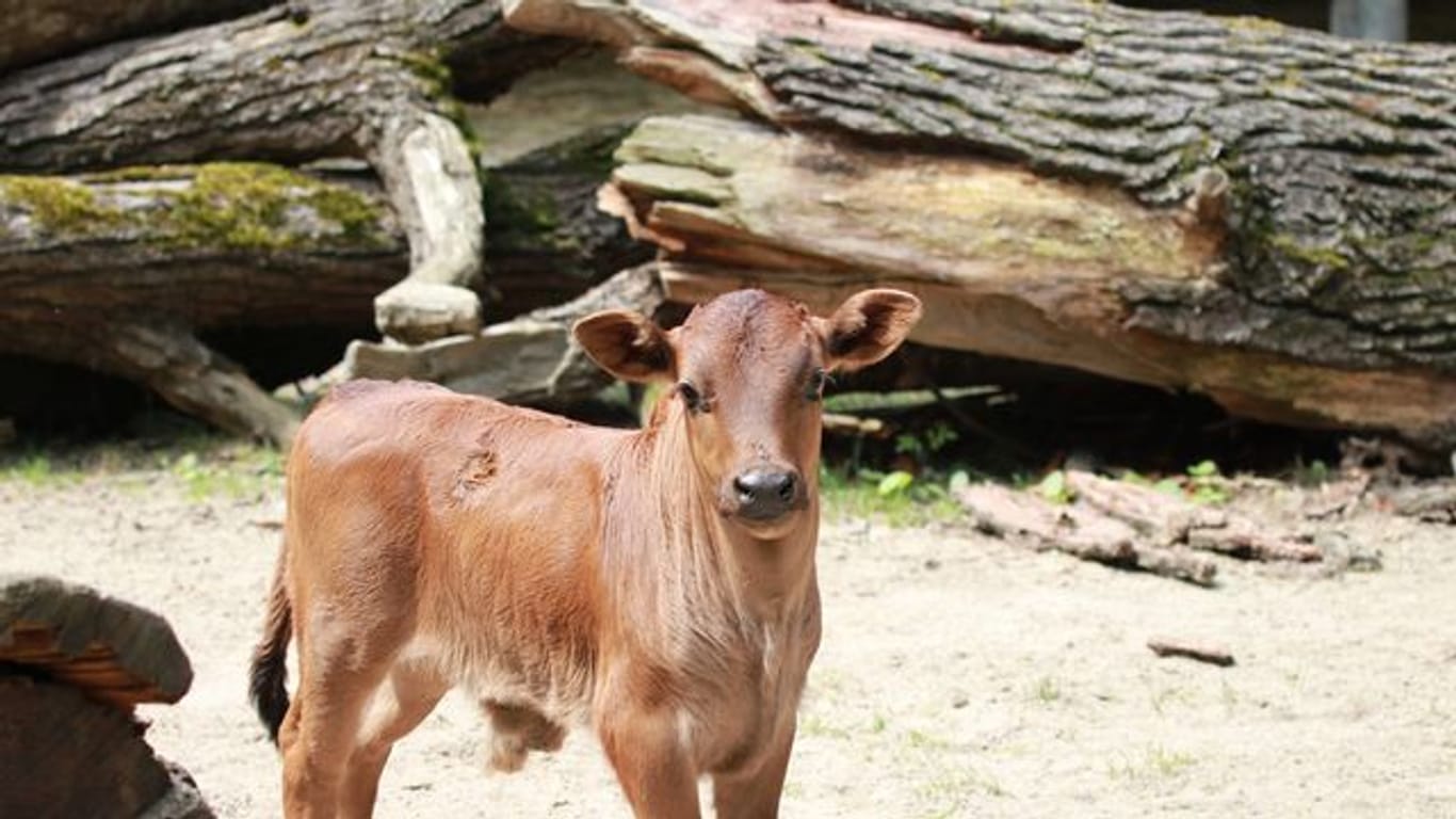 Zwergzebu im Tierpark Chemnitz