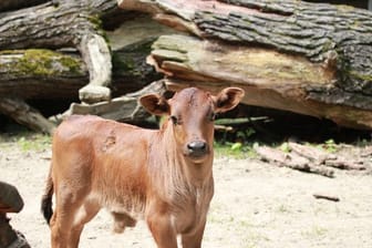 Zwergzebu im Tierpark Chemnitz