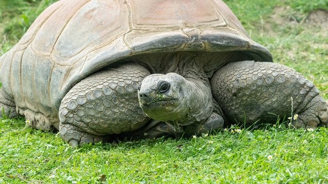 Die Seychellen-Riesenschildkröte Schurli. Die Seychellen-Riesenschildkröte Schurli.