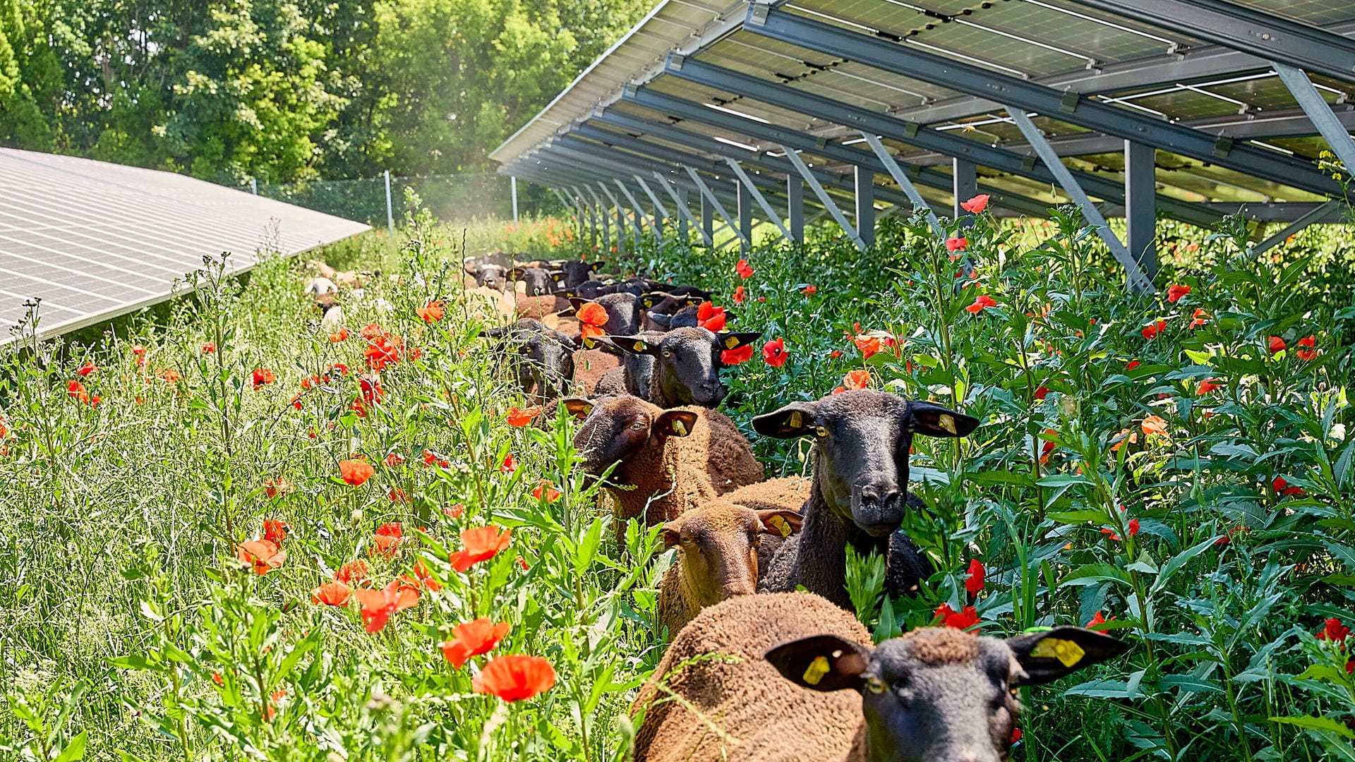 Schafe grasen unterhalb von Solarpanelen (Symbolbild): Damit erneuerbare Solar- und Windkraft den Energiebedarf in Deutschland decken können, müssen die Netze massiv ausgebaut werden.