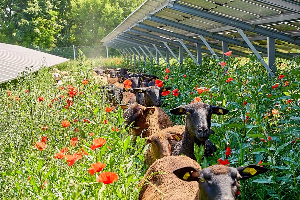 Schafe grasen unterhalb von Solarpanelen (Symbolbild): Damit erneuerbare Solar- und Windkraft den Energiebedarf in Deutschland decken können, müssen die Netze massiv ausgebaut werden.