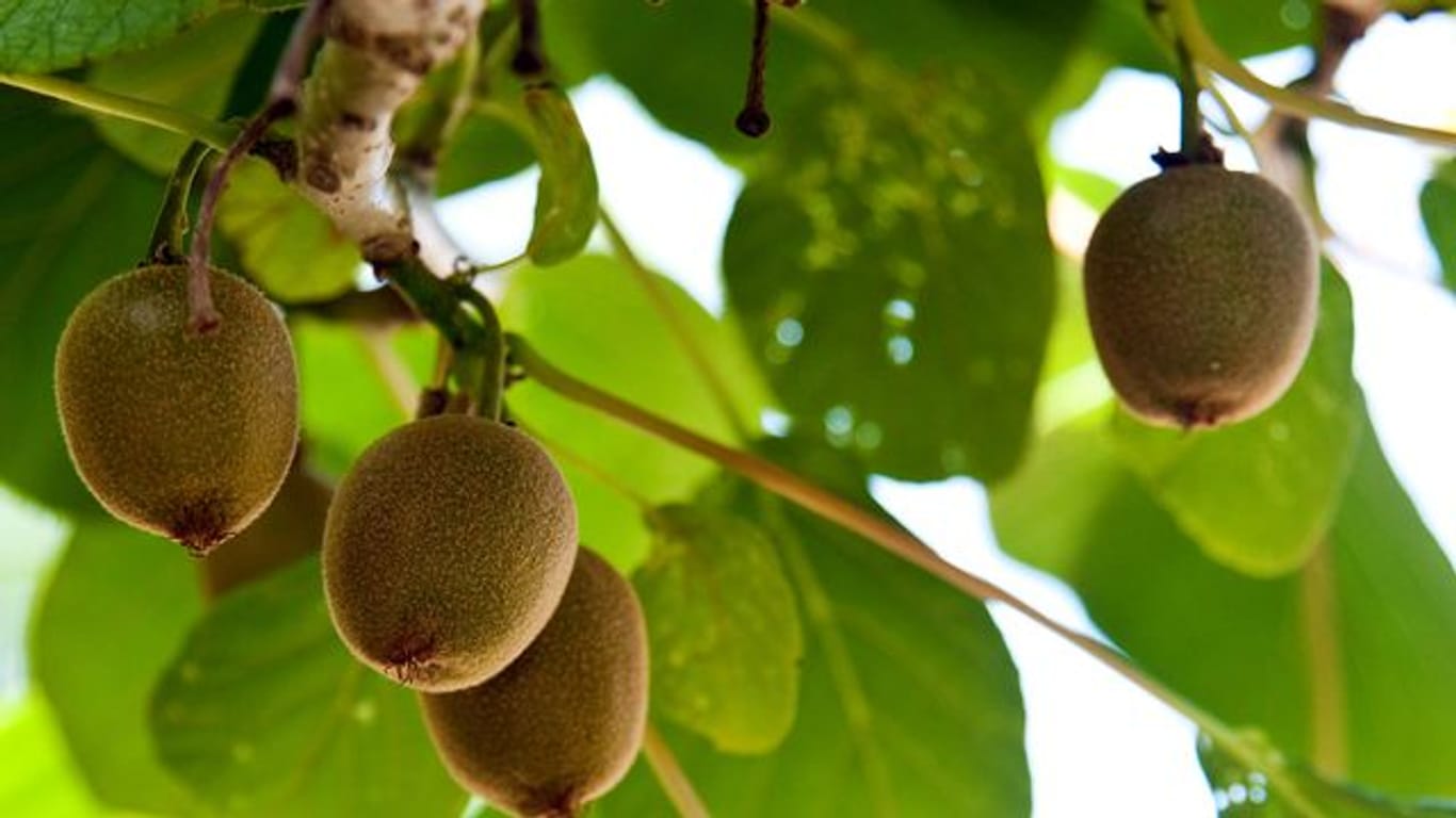 Die Früchte der Kiwi-Pflanze brauchen viel Wasser und Sonnenschein.