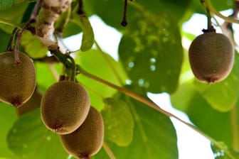 Die Früchte der Kiwi-Pflanze brauchen viel Wasser und Sonnenschein.