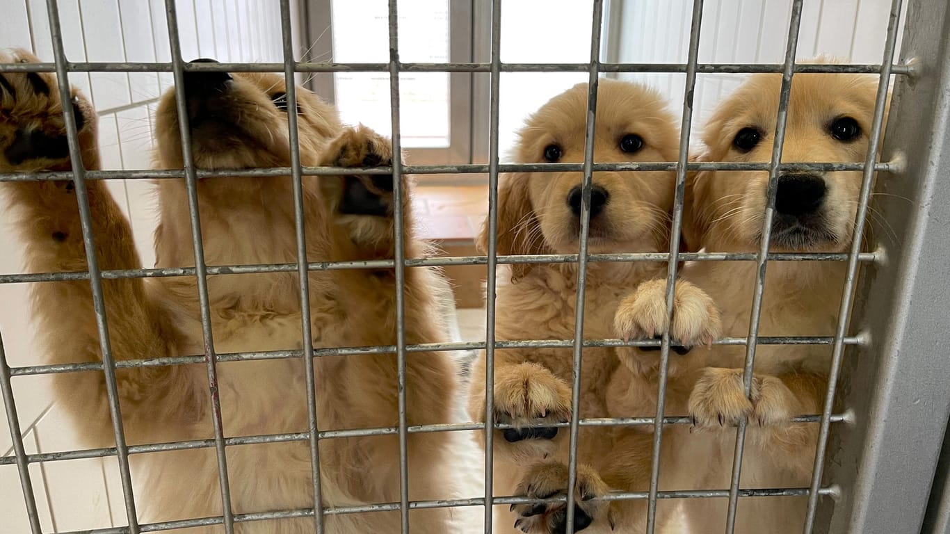 Drei junge Golden Retriever Mischlingswelpen im Tierheim Berlin: Sie wurden Ende April vom Veterinäramt sichergestellt – konnten inzwischen aber alle ein neues Zuhause finden.