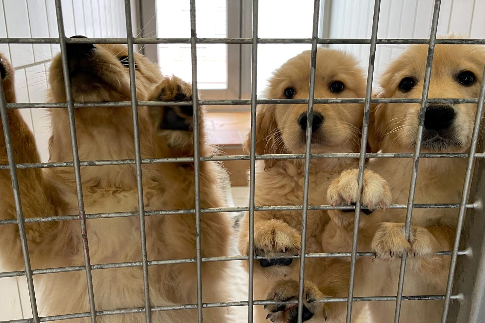 Drei junge Golden Retriever Mischlingswelpen im Tierheim Berlin: Sie wurden Ende April vom Veterinäramt sichergestellt – konnten inzwischen aber alle ein neues Zuhause finden. Drei junge Golden Retriever Mischlingswelpen im Tierheim Berlin: Sie wurden Ende April vom Veterinäramt sichergestellt – konnten inzwischen aber alle ein neues Zuhause finden.