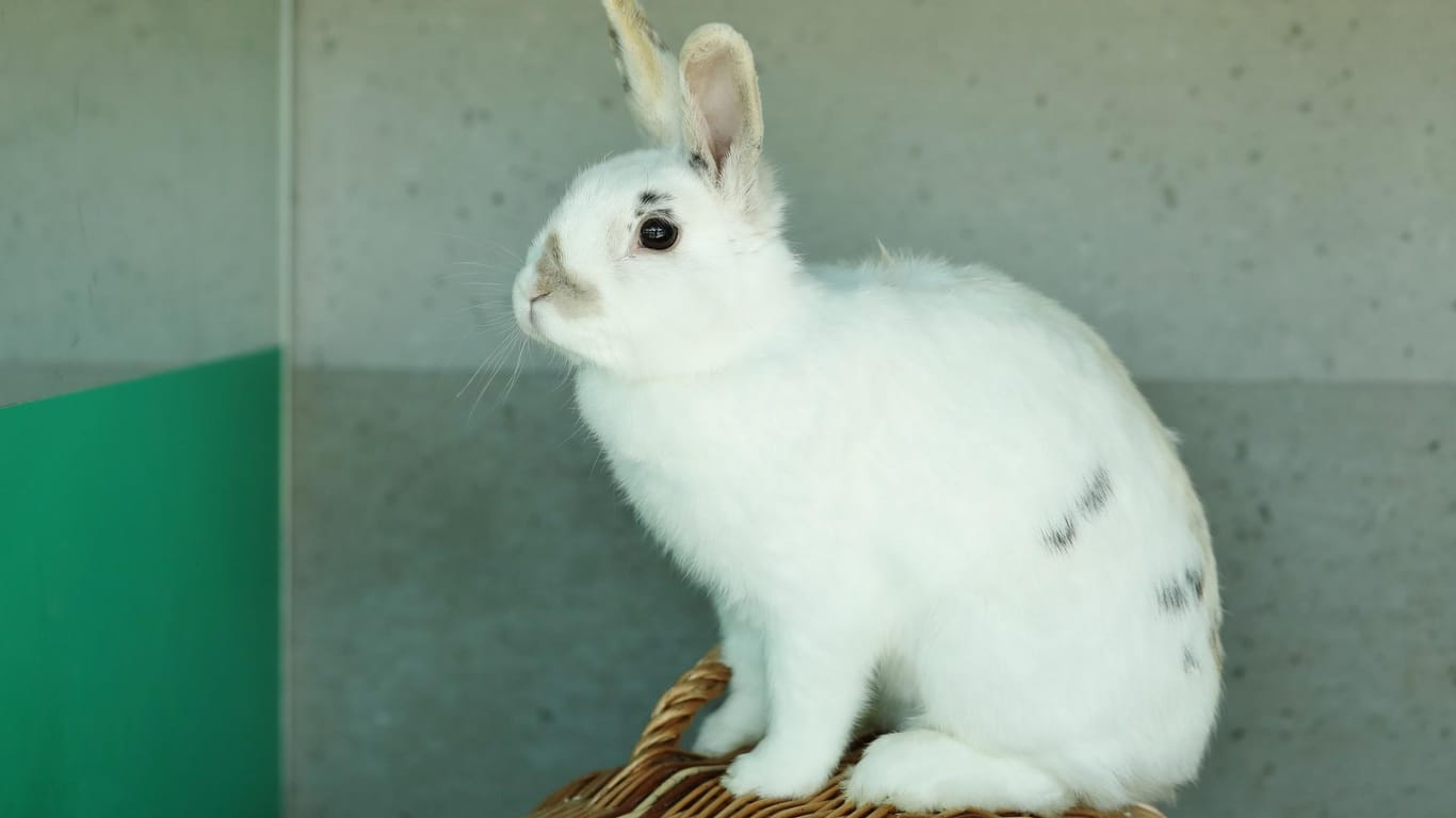 Kaninchen Letitia sitzt auf einem Korb: Sie wurde im Mai gefunden und landete im Tierheim Berlin. Mitte Juni fand sie einen neuen Besitzer.