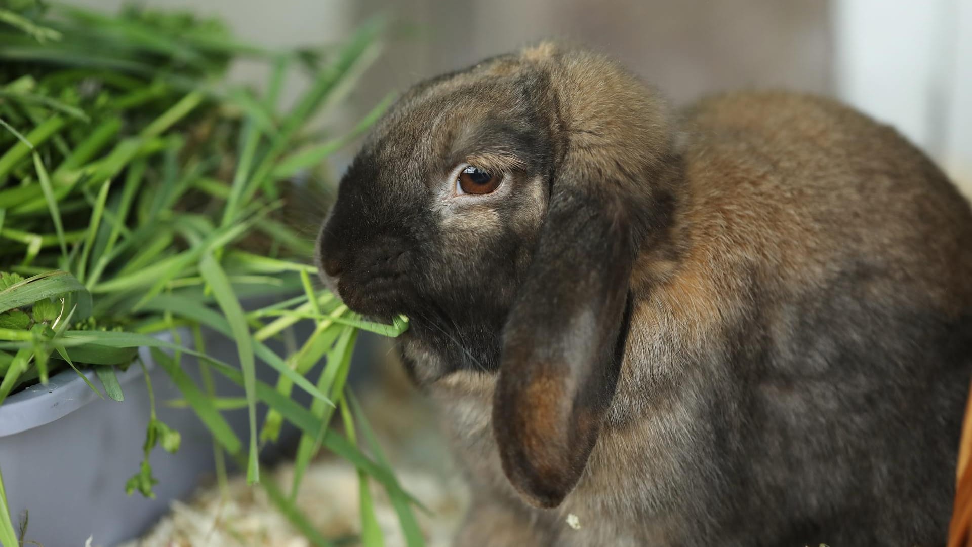 Valentino knabbert an Grashalmen: Er landete wegen eines Umzugs seiner Halter im Tierheim Berlin. Rund einen Monat später konnte er aber wieder vermittelt werden.