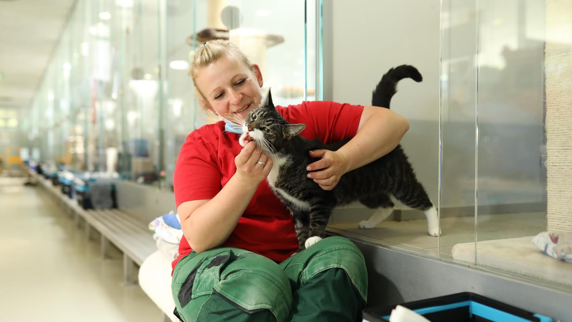 Ein Tierpflegerin streichelt den Kater Mücke: Wegen Unsauberkeit wurde er Anfang das Jahres im Tierheim abgegeben. Dann stellte sich heraus: Mücke ist blasenkrank. Inzwischen hat er aber eine neue Bleibe gefunden.