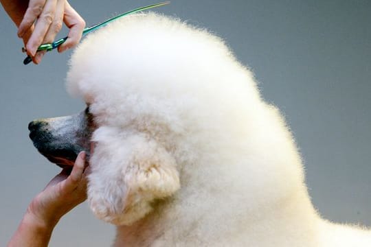 Wird der Pudel zu Hause frisiert, können die Kosten für den Friseur als haushaltsnahe Dienstleistungen steuerlich abgesetzt werden.