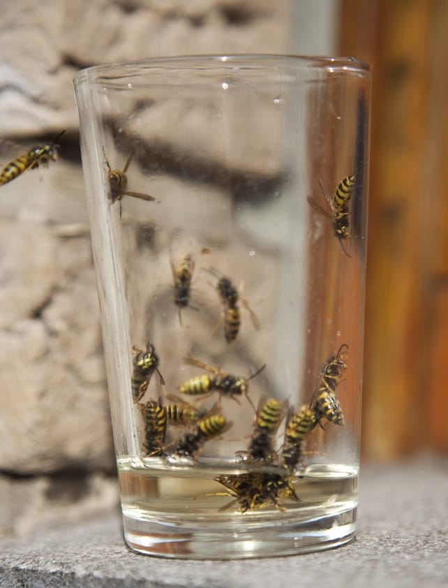 Wespen im Glas: Süße Flüssigkeit zieht die Insekten magisch an.
