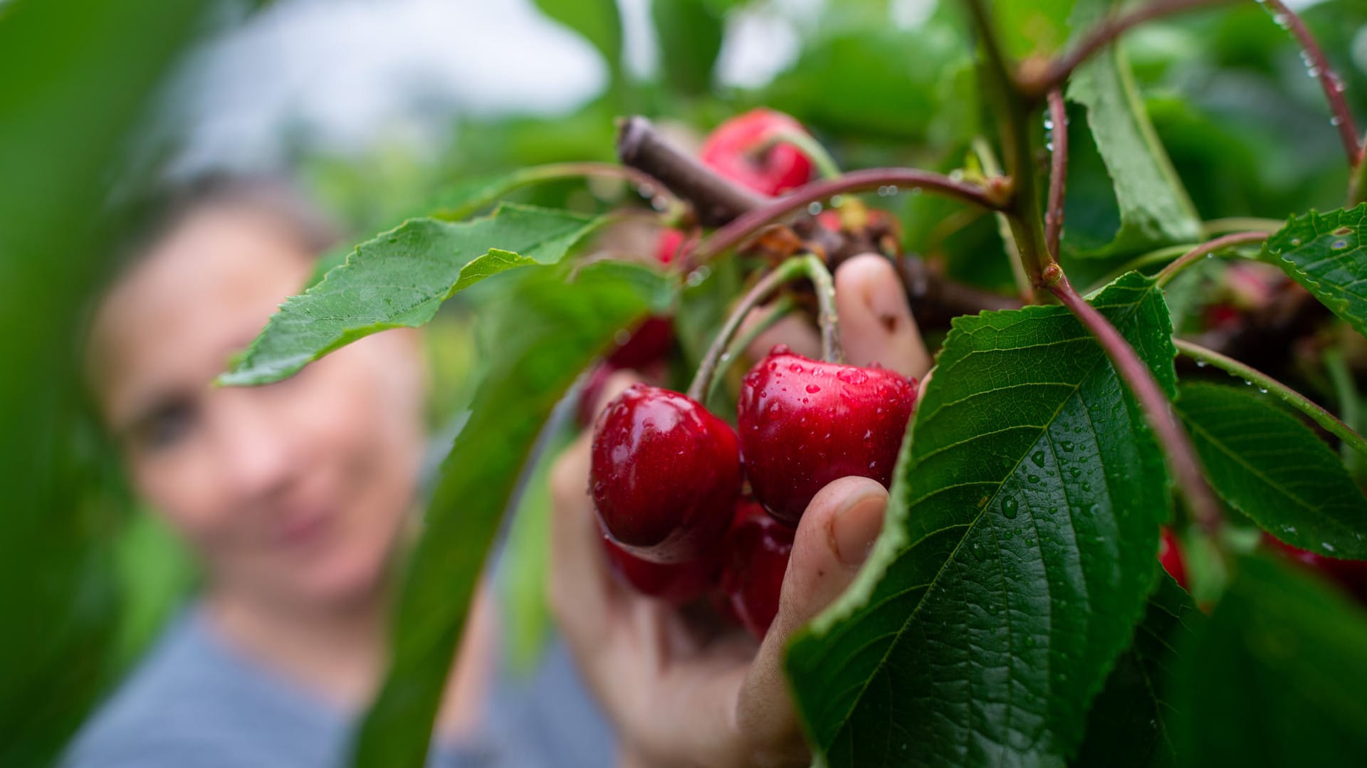 Zugreifen erlaubt: Kirschen sind ein idealer Snack für zwischendurch.