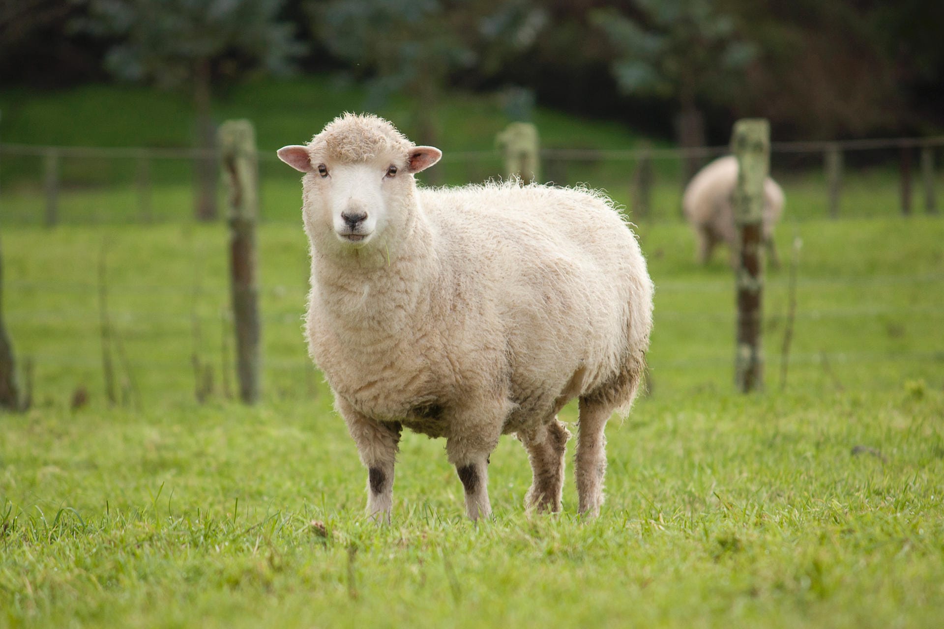 Lanolin ist eine andere Bezeichnung für Wollwachs. Dabei handelt es sich um das Sekret aus den Talgdrüsen von Schafen. Es wird aufgrund seiner hautpflegenden Eigenschaften in Salben und Cremes verwendet.
