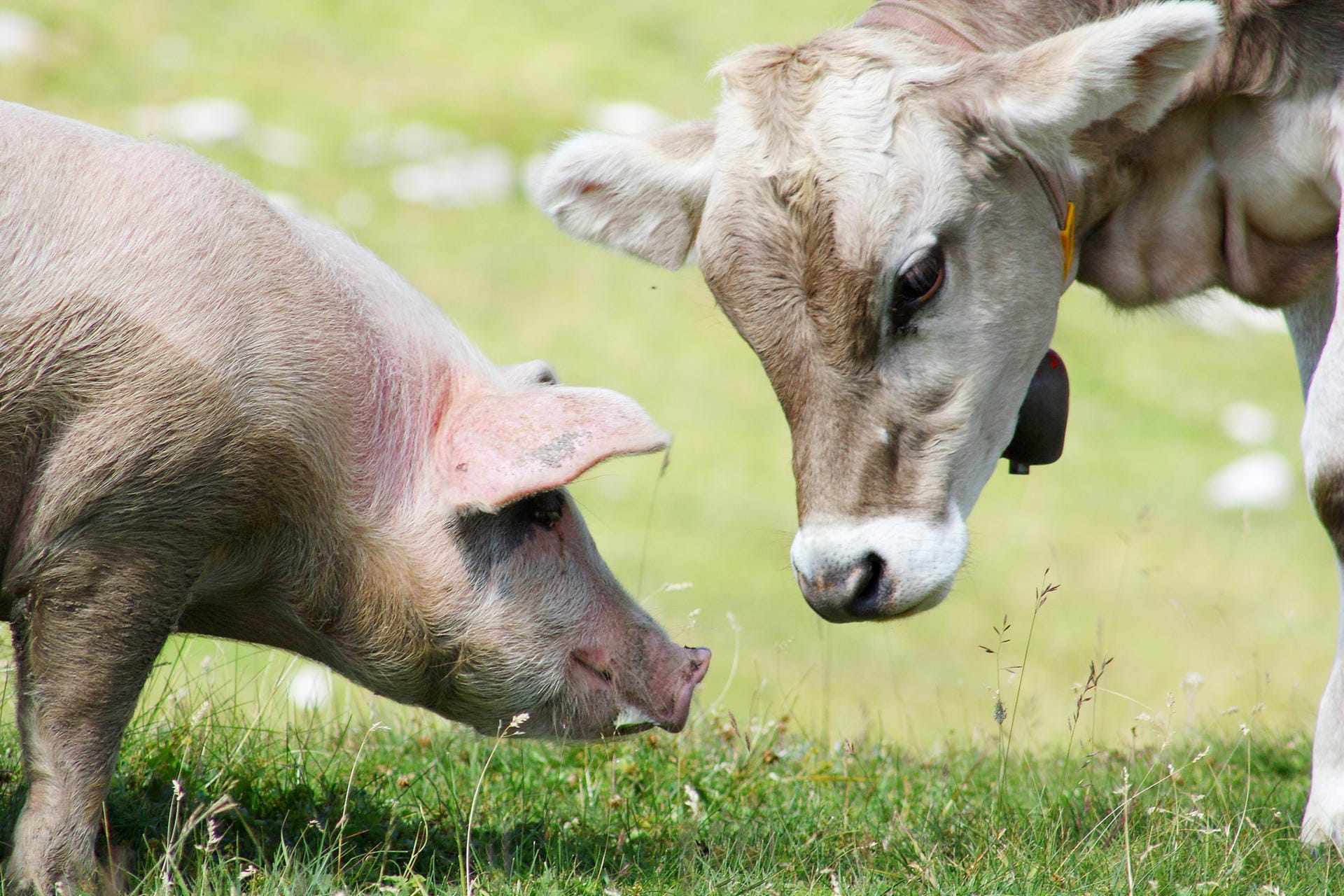 Bei Kollagen und Elastin handelt es sich um Proteine. Sie werden meist aus Haut und Sehnen von Schweinen und Rindern extrahiert. Aufgrund ihrer straffenden Wirkung finden sie in Anti-Aging-Cremes häufig Verwendung.