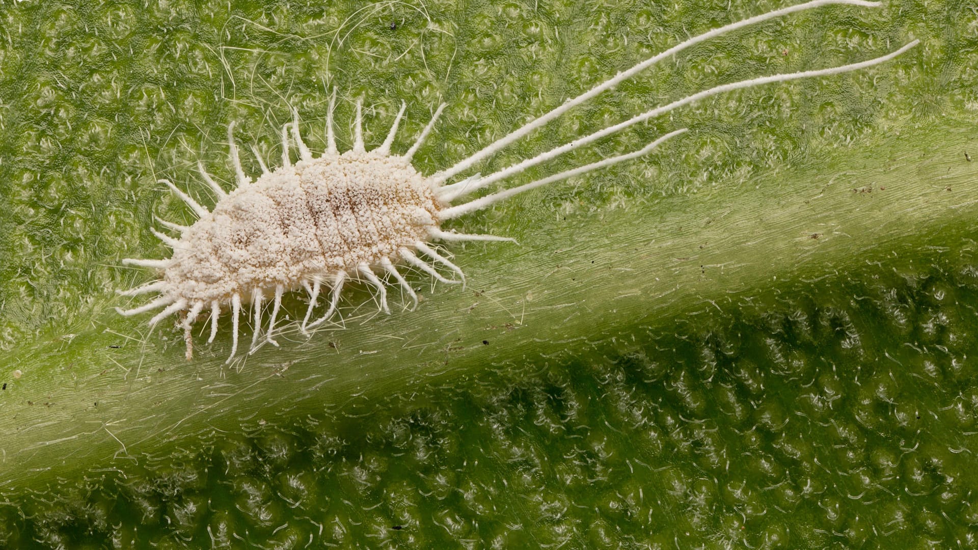 Die Begriffe Karmin, Cochenille und CI 75470 verweisen auf einen tierischen Bestandteil. Die Schildläuse werden zerdrückt, um einen roten Farbstoff zu erhalten. Häufig kommt dieser in Lippenstiften oder Nagellacken zum Einsatz.