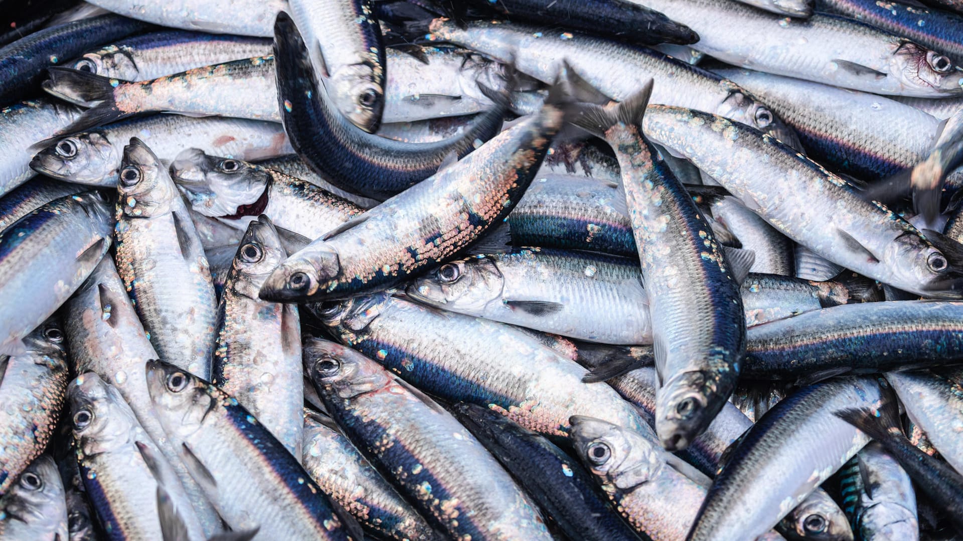 In schimmerndem Nagellack oder Lidschatten könnte Guanin enthalten sein. Der Inhaltsstoff wird aus Fischschuppen gewonnen.