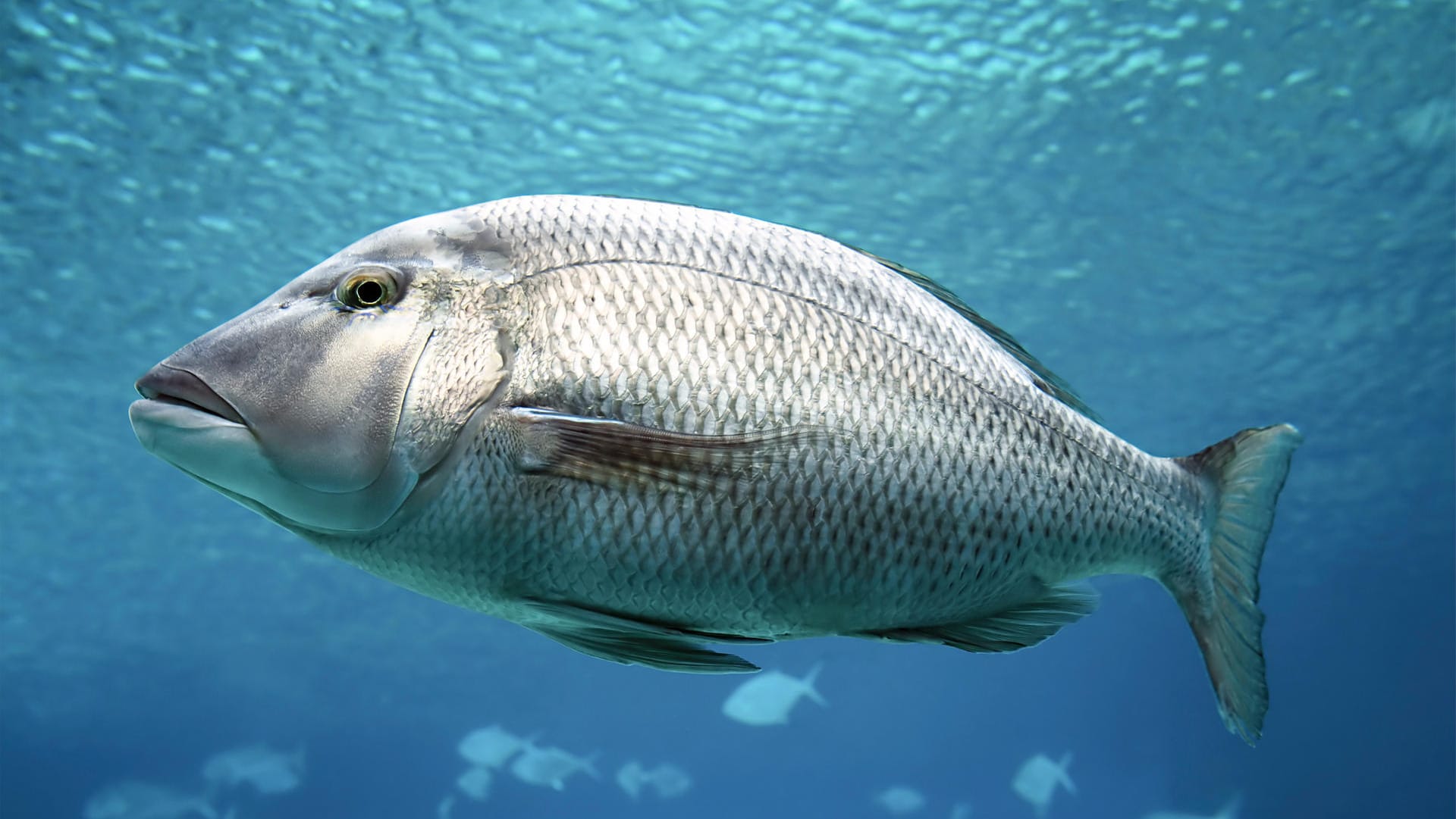 Inhaltsstoffe in Kosmetik: Der Schimmereffekt in Nagellack oder Lidschatten kann von Fischschuppen stammen.