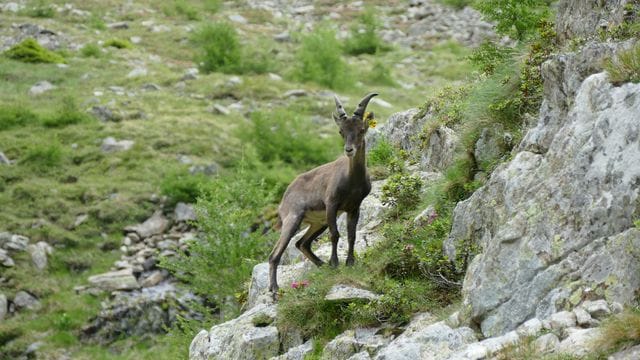 Steinbock in den Alpen Steinbock in den Alpen