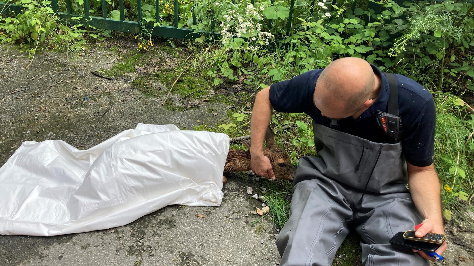 Ein Reh ist mit einer Folie abgedeckt worden und liegt neben einem Feuerwehrmann: Die Feuerwehr hat ein erschöpftes Reh aus Wasserfluten gerettet. Ein Reh ist mit einer Folie abgedeckt worden und liegt neben einem Feuerwehrmann: Die Feuerwehr hat ein erschöpftes Reh aus Wasserfluten gerettet.