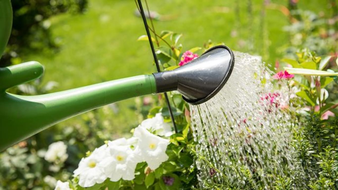 Wer seine Pflanzen nicht regelmäßig gießt, riskiert, dass diese auf Dauer Wasser schlechter aufnehmen können.