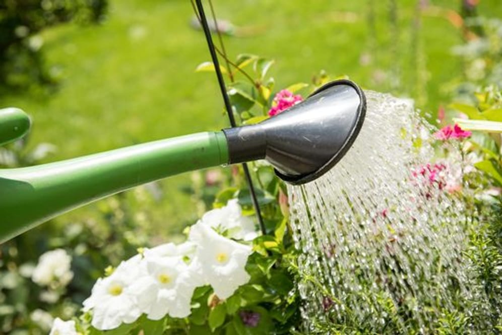 Wer seine Pflanzen nicht regelmäßig gießt, riskiert, dass diese auf Dauer Wasser schlechter aufnehmen können.