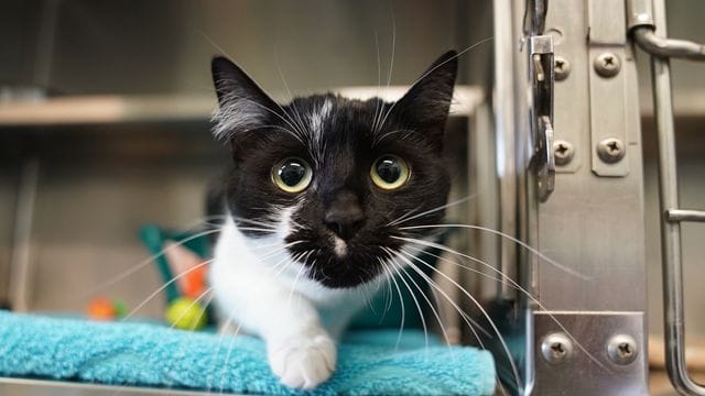 Eine Katze sitzt in einem Tierheim