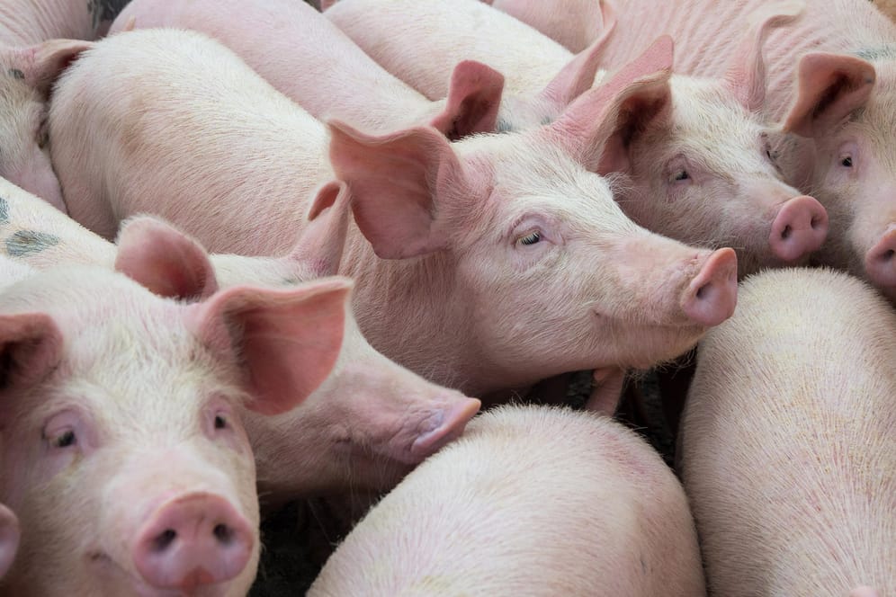 Afrikanische Schweinepest: Hausschweine waren bisher nicht betroffen gewesen.